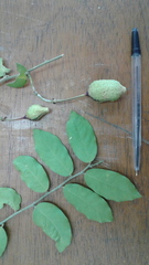 Cynophalla verrucosa