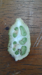 Cynophalla verrucosa