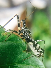 Sphedanolestes impressicollis