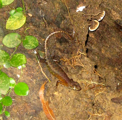 Sphenomorphus sabanus