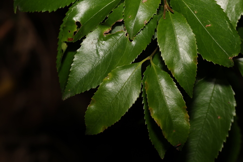 Daphnandra apatela (Daphnandra apatela)