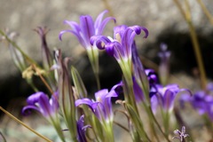 Brodiaea elegans