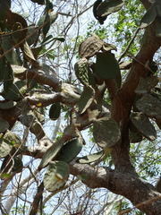 Opuntia rileyi