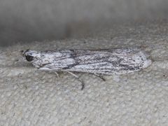Rhagea stigmella