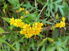 Taiwanese Chrysanthemum (Chrysanthemum arisanense)
