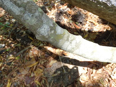 Cynophalla verrucosa