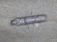 Rhagea stigmella