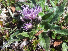 Saussurea kamtschatica