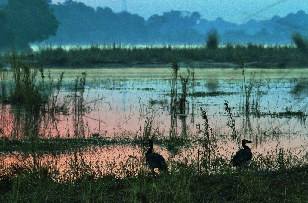 Spur-winged Goose (Plectropterus gambensis)