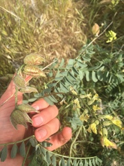 Astragalus lentiginosus nigricalycis