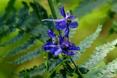Delphinium gracilentum