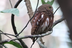 Javan Owlet photo 2