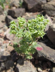 Chorizanthe corrugata