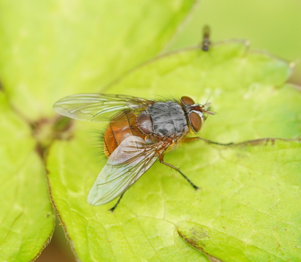 Calliphora nigrithorax