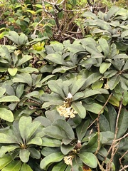 Pittosporum confertiflorum, photograph author not stated, no rights reserved