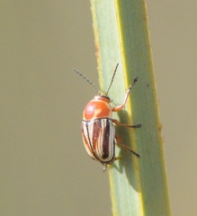 Cryptocephalus obsoletus