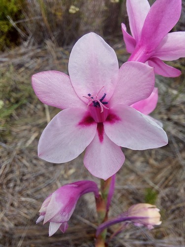 Thin Watsonia (Watsonia zeyheri)