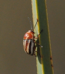 Cryptocephalus obsoletus