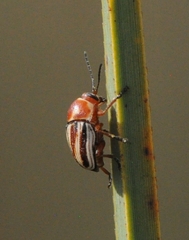Cryptocephalus obsoletus
