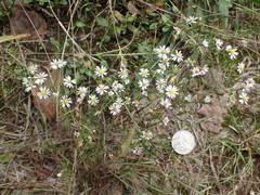 Symphyotrichum depauperatum