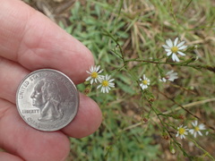 Symphyotrichum depauperatum