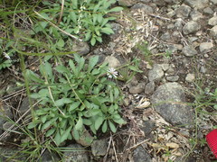 Symphyotrichum depauperatum