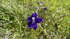 Delphinium decorum