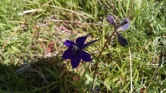 Delphinium decorum