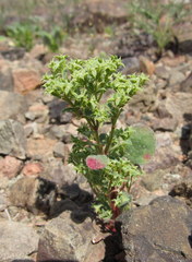 Chorizanthe corrugata