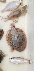 Trinectes maculatus