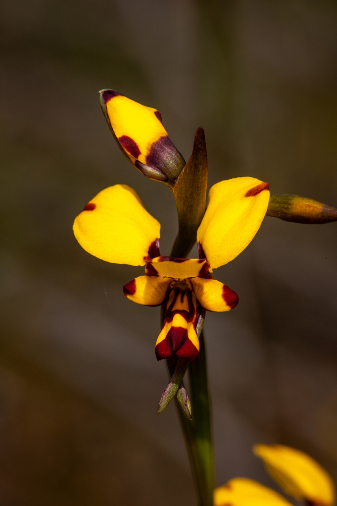 Diuris laxiflora