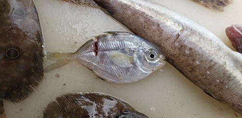Peprilus triacanthus