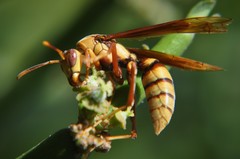 Polistes carnifex carnifex