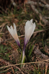 Crocus vernus