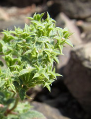 Chorizanthe corrugata
