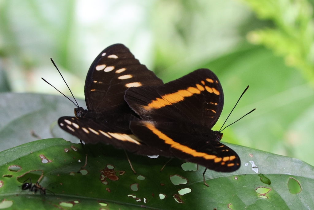 orange-banded plane