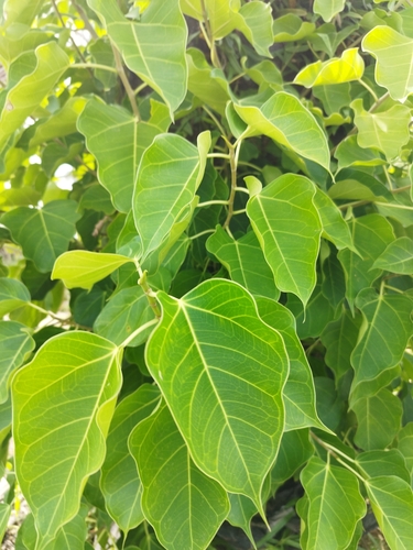 Image of Ficus rumphii by (c) Tatyana Davidova, some rights reserved (CC BY)