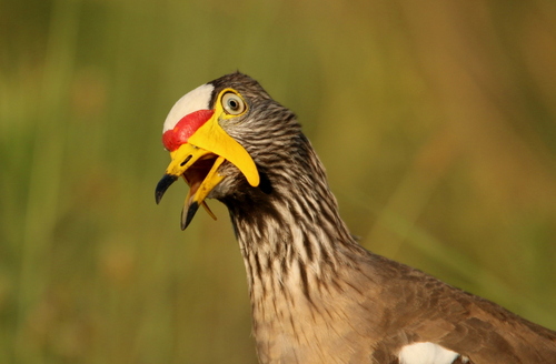 Wattled Lapwing