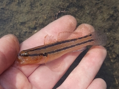 Chameleon Goby photo 3