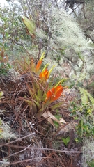 Tillandsia cryptopoda