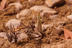 Protographium epidaus fenochionis