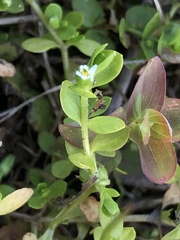 Cerastium parvum