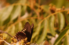 Battus polydamas polydamas