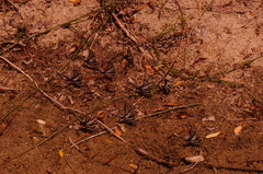 Protographium epidaus fenochionis