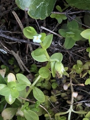 Cerastium parvum