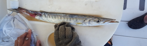 Lucas barracuda (Sphyraena lucasana) — Sphyraenidae — 3