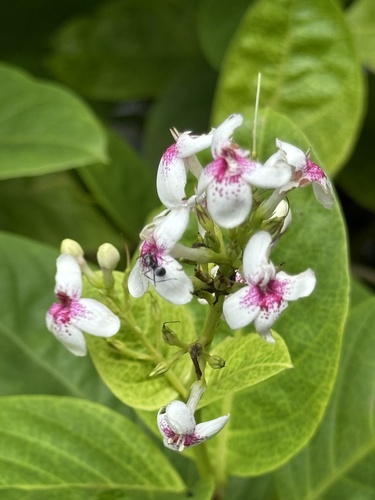 Pseuderanthemum maculatum