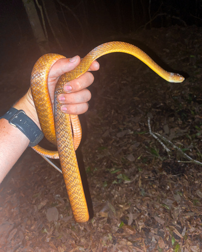 Brown Tree Snake sighting