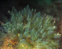 Pseudobryopsis oahuensis