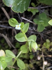 Cerastium parvum